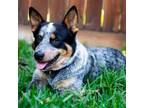 Adopt Declan a Australian Cattle Dog / Blue Heeler