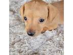 Dachshund Puppy for sale in Lee, FL, USA