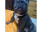 French Bulldog Puppy for sale in Rochester, MN, USA