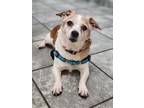 Adopt Benny a Jack Russell Terrier