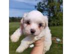 Maltipoo Puppy for sale in Augusta, KY, USA
