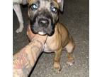 American Pit Bull Terrier Puppy for sale in Watertown, NY, USA