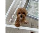 Maltipoo Puppy for sale in Pearl City, HI, USA