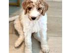 Mutt Puppy for sale in Brentwood, TN, USA