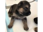 German Shepherd Dog Puppy for sale in Moreno Valley, CA, USA