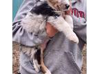 Australian Shepherd Puppy for sale in Milaca, MN, USA