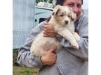 Australian Shepherd Puppy for sale in Milaca, MN, USA