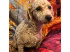 Poodle (Toy) Puppy for sale in Eden, MD, USA