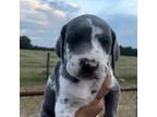 Great Dane Puppy for sale in Metter, GA, USA