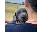 Great Dane Puppy for sale in Metter, GA, USA
