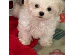 Maltese Puppy for sale in Sarasota, FL, USA