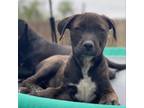 Adopt Ranger a Black Labrador Retriever, Mixed Breed