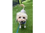 Adopt Chewbacca (Chewy) a Terrier, Havanese