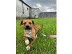 Adopt Chewy a Mixed Breed