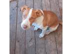 Adopt Sparky a Bluetick Coonhound