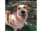 Adopt Hank a Cattle Dog, Mixed Breed