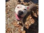 Adopt Zoob a Pit Bull Terrier