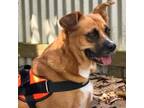 Adopt Red a Mixed Breed