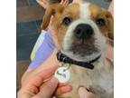 Adopt Paartharnax a Beagle, Mixed Breed