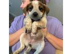 Adopt Farkas a Beagle, Mixed Breed