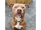 Adopt Reese a American Staffordshire Terrier