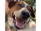 Adopt Alex a Cattle Dog, Mixed Breed