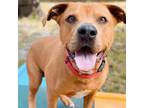 Adopt Chase a Hound, Mixed Breed
