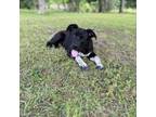 Adopt Smokey a Black Labrador Retriever, Australian Cattle Dog / Blue Heeler