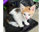 Cali American Bobtail Kitten Female