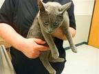COSMO Russian Blue Young Male