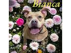 Bianca American Pit Bull Terrier Adult Female