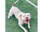 Peaches American Staffordshire Terrier Adult Female