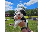 Mutt Puppy for sale in New Bern, NC, USA