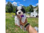 Mutt Puppy for sale in New Bern, NC, USA