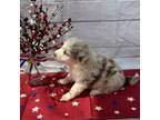 Australian Shepherd Puppy for sale in Rustburg, VA, USA