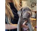 Labrador Retriever Puppy for sale in Clayton, NC, USA