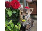 Cairn Terrier Puppy for sale in Auburn, NE, USA