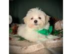 Maltipoo Puppy for sale in Godwin, NC, USA