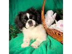 Pekingese Puppy for sale in Godwin, NC, USA