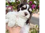 Schnauzer (Miniature) Puppy for sale in Albuquerque, NM, USA