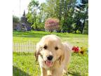 Golden Retriever Puppy for sale in New Boston, MI, USA