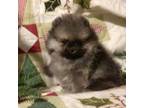 Pomeranian Puppy for sale in Cameron, MO, USA