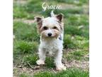 Biewer Terrier Puppy for sale in Grove, OK, USA
