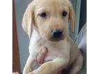 Labrador Retriever Puppy for sale in Collins, GA, USA