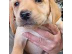 Labrador Retriever Puppy for sale in Collins, GA, USA