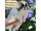 Pekingese Puppy for sale in Aynor, SC, USA