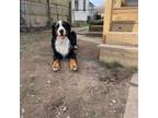 Bernese Mountain Dog Puppy for sale in Quincy, MI, USA
