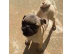 Pug Puppy for sale in Anderson, SC, USA