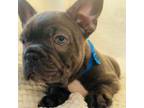 French Bulldog Puppy for sale in Crofton, MD, USA