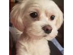 Mutt Puppy for sale in Rochester, MI, USA